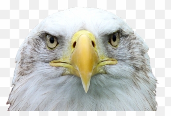 Free Bald Eagle Bird Photos - Eagle Head Emoji,The Emotions Of Eagles