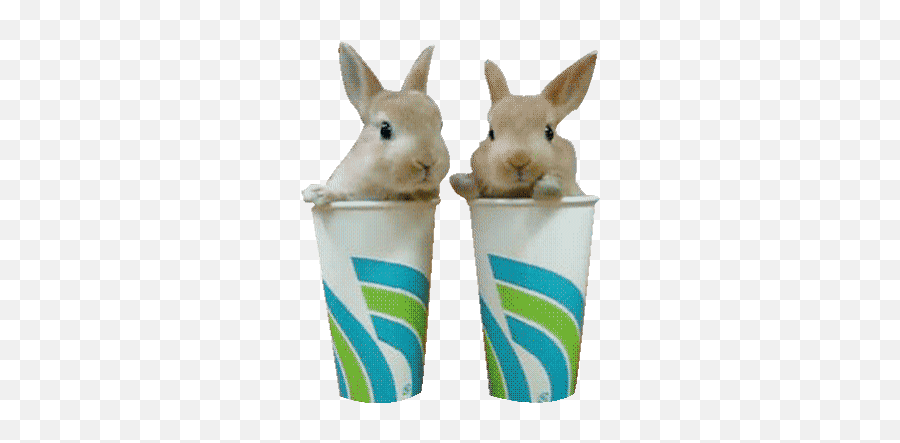 Top Playboy Bunnies Stickers For - Rabbit Gif Transparent Background Emoji,Playboy Bunny Emoji