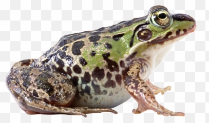 Frog Png File - Real Frog Png Emoji,What Is The Coffee With Frog Emoji