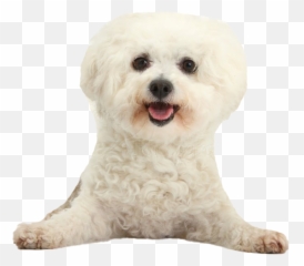 Poodle Png Transparent Images Png All - Beshone Poodle Clip Art Emoji,Dog Emojis Poodle