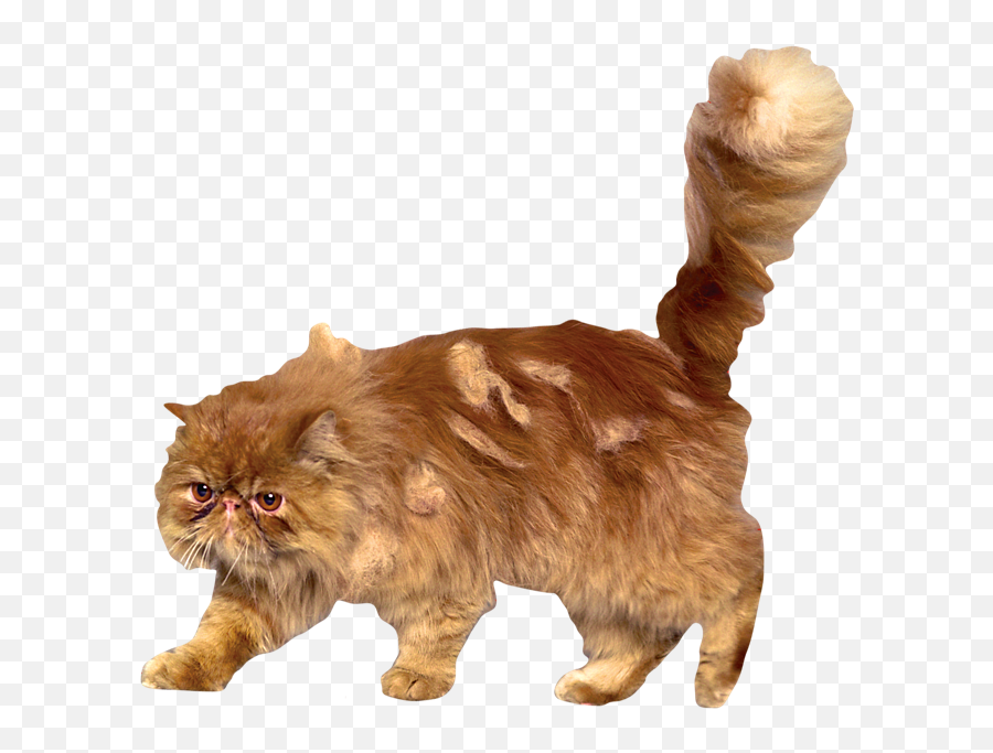 Emma Watson Cats Name - Emma Watson Age Crookshanks Png Emoji,Alley Cat Emotion Mp3