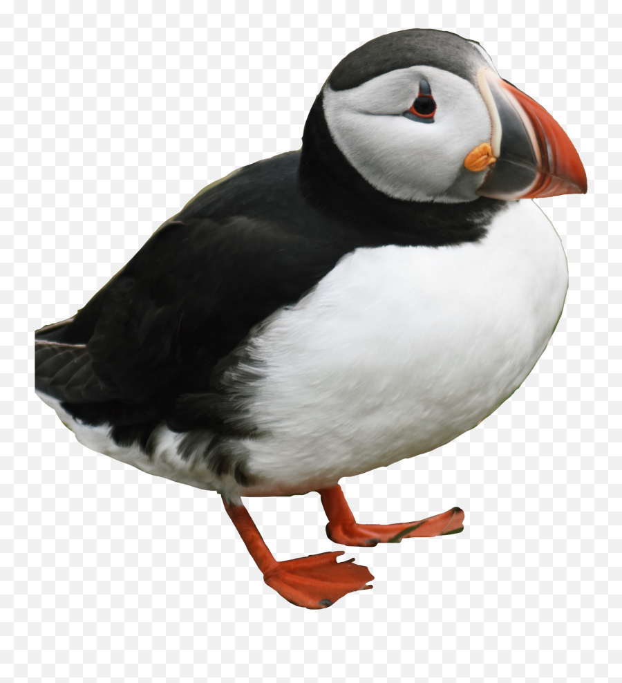 Popular And Trending - Cute Puffin Images Png Emoji,Puffin Emoji