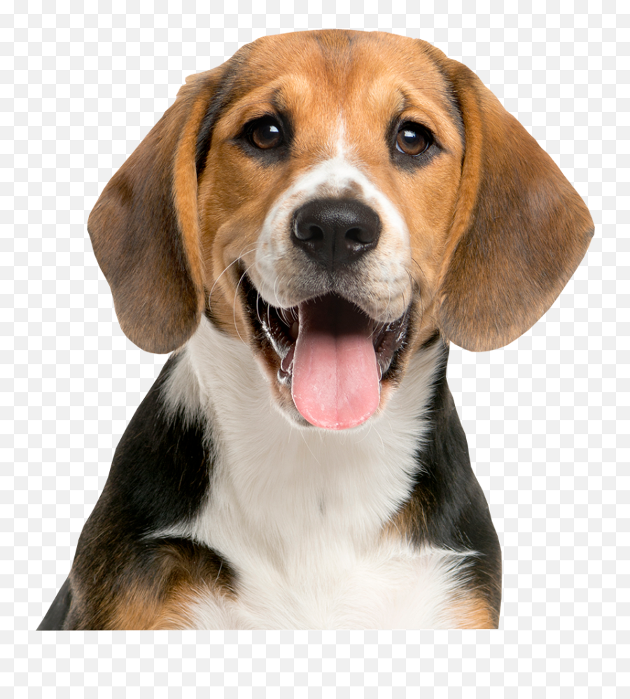 About Us - Yum Yum Dog Food Puppy Emoji,Beagle Puppy Emotions