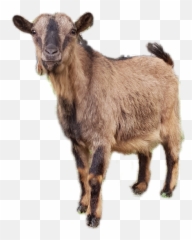 Popular And Trending Kambing Stickers On Picsart Emoji,Mountain Goat Emoji