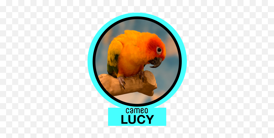 Conure1 - Staten Island Zoo Emoji,Zoo Emojis