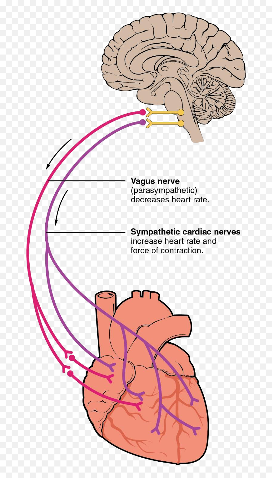 Science U0026 Evidence - The Heart Movement Emoji,Sympathetic Emotion