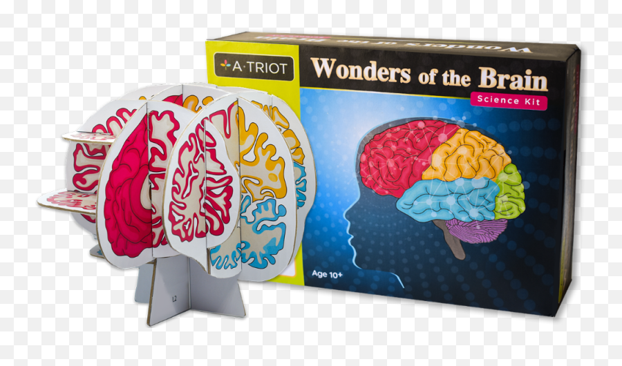 Wonders Of The Brain - Brain Emoji,Brain Structure Emotion