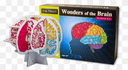 Wonders Of The Brain - Brain Emoji,Brain Structure Emotion