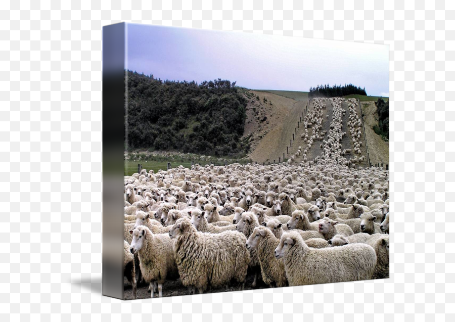 Cant Sleep Count Sheep By Phil Stone - New Zealand Sheep Country Emoji,Sheep Emoticon Tumblr