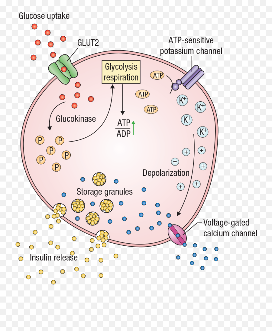 The Metabolic And Endocrine System Springer Publishing - Dot Emoji,Emotions Stored In Fat Cells And Muscles