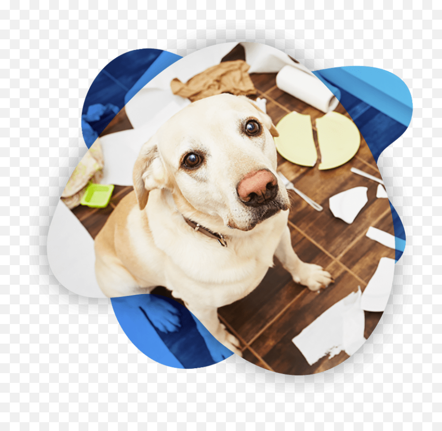 Professional Dog Training In Columbus Ohio Reale Dog Training - Training Dog At House Emoji,Emotions Pet Copywriter