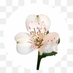 Catálogo De Alstroemeria En - Lily Of The Incas Emoji,Riverdance Emoji