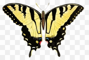 30 Free Yellow World U0026 Yellow Vectors - Pixabay Tiger Swallowtail Butterfly Png Emoji,Western And Eastern Emoticon
