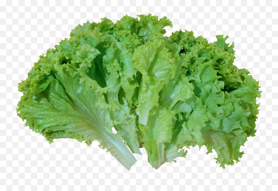 Free Lettuce Leaf Png Download Free - Lettuce Png Emoji,Lettuce Emoji