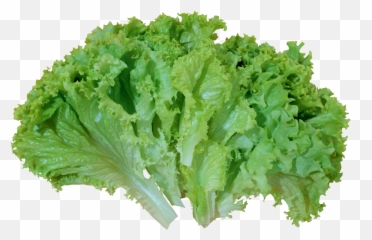 Free Lettuce Leaf Png Download Free - Lettuce Png Emoji,Lettuce Emoji