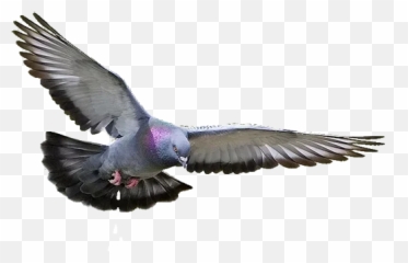 Crazy Birds Telegram Stickers Emoji,Fly High Bird Emoji