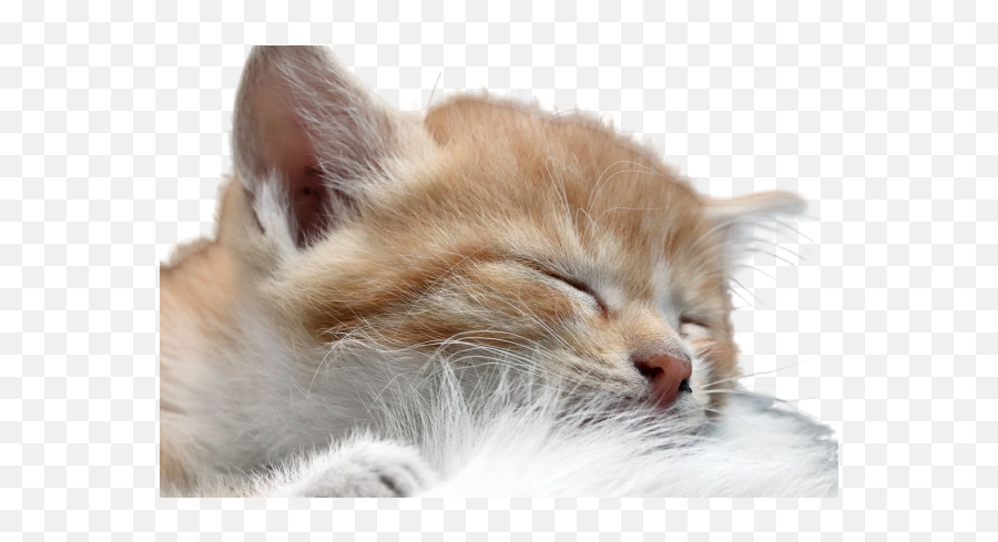 Uyuni Png Images Download Uyuni Png Transparent Image With Emoji,Cat Lying Down Emoji