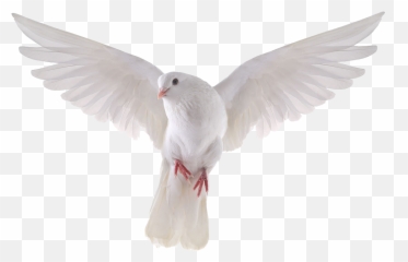 Columbidae Png U0026 Free Columbidaepng Transparent Images - Transparent Background Transparent Dove Png Emoji,Bird Emoji Iphone