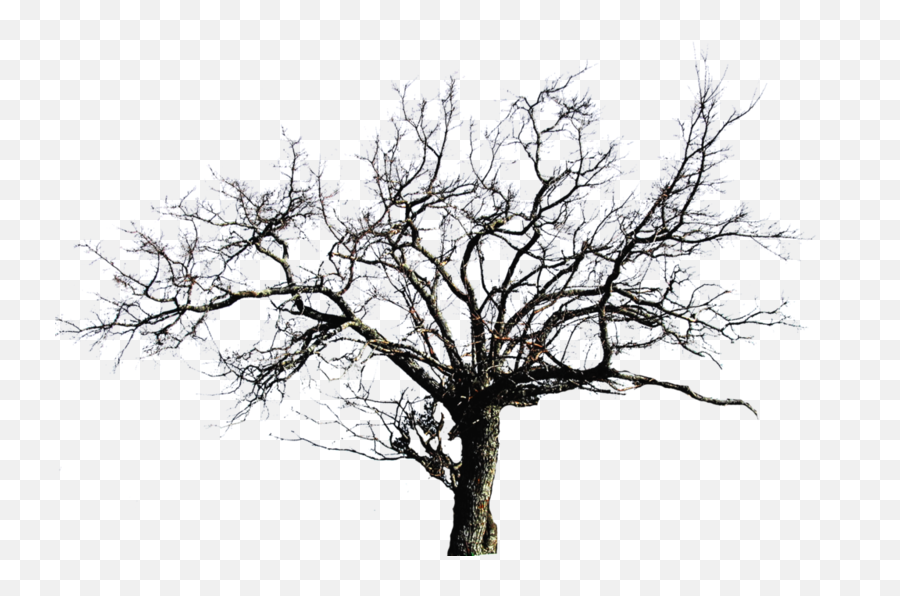 Dead Tree - Transparent Background Bare Tree Png Emoji,Dead Tree Emoji