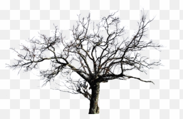 Dead Tree - Transparent Background Bare Tree Png Emoji,Dead Tree Emoji
