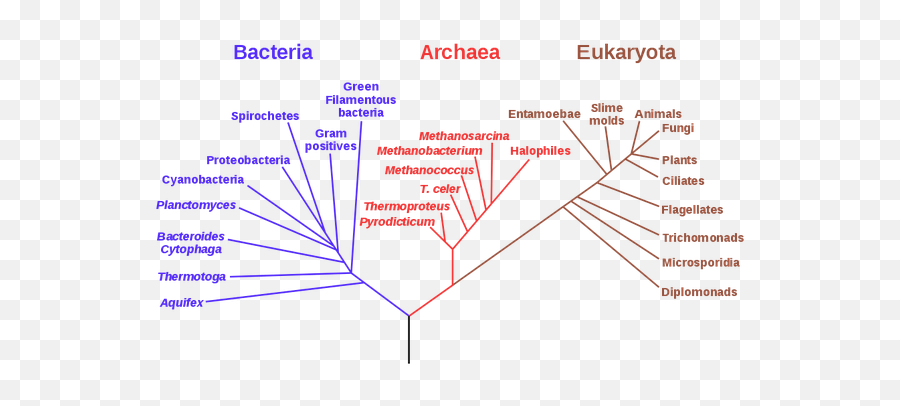 Quels Sont Les Paradoxes Temporels Les Plus Déconcertants - Archaea Eukaryotic Emoji,Quelles Sont Les Emotions Quand On Peint