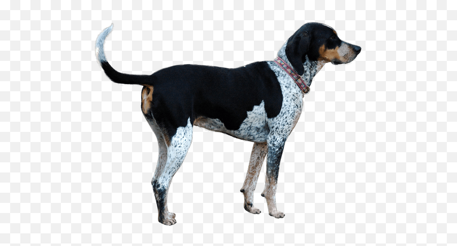 Treeing Walker Coonhound English - Bluetick Coonhound Emoji,Coon Emoji