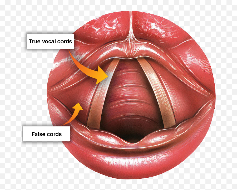 Rapid Vocal Results Archives - Labelled Vocal Cord Anatomy Emoji,How To Do A Vocal Performance With Emotion