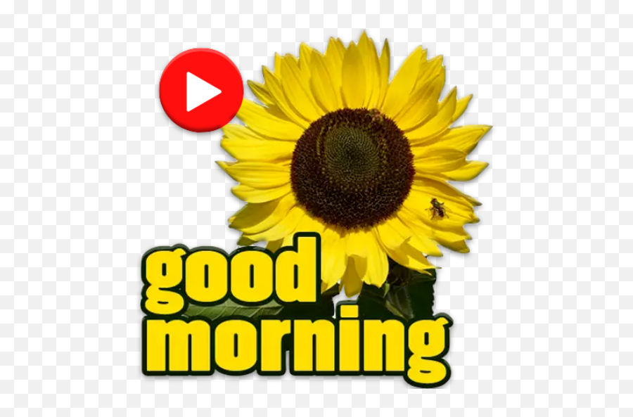 Animated Good Morning Stickers For - Language Emoji,Have A Great Day Moving Picture Emoji