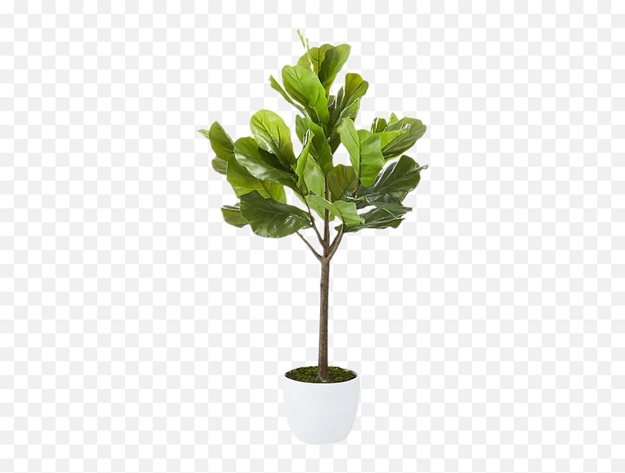 Download Free Png Fiddle Leaf Fig Png - Potted Fiddle Leaf Fig Emoji,Fiddle Emoji Image No Background Black And White