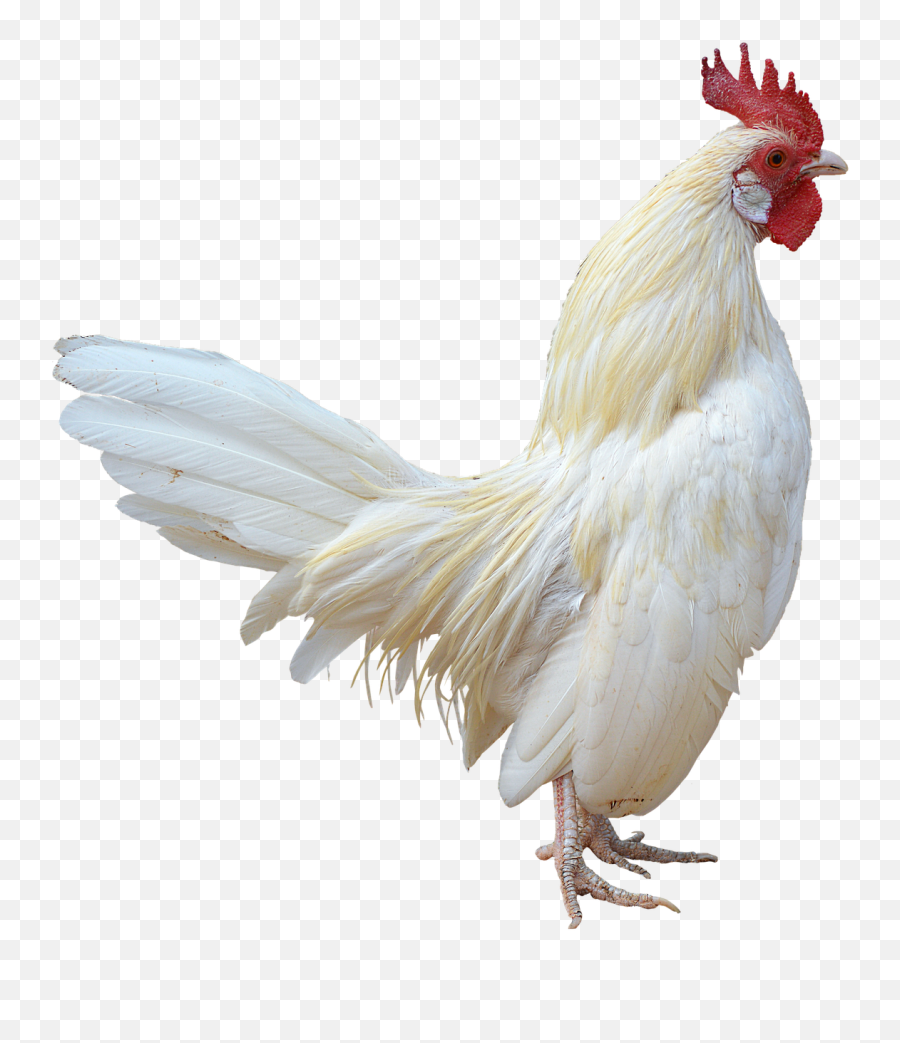 Chicken Rooster Hen Sticker By Constance Keller - Rooster Emoji,Rooster Emoji