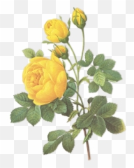 Duchess Sylvia Official Website - Botanical Drawing Yellow Rose Emoji,Vestidos De Gala Miss Brasil Be Emotion 2019