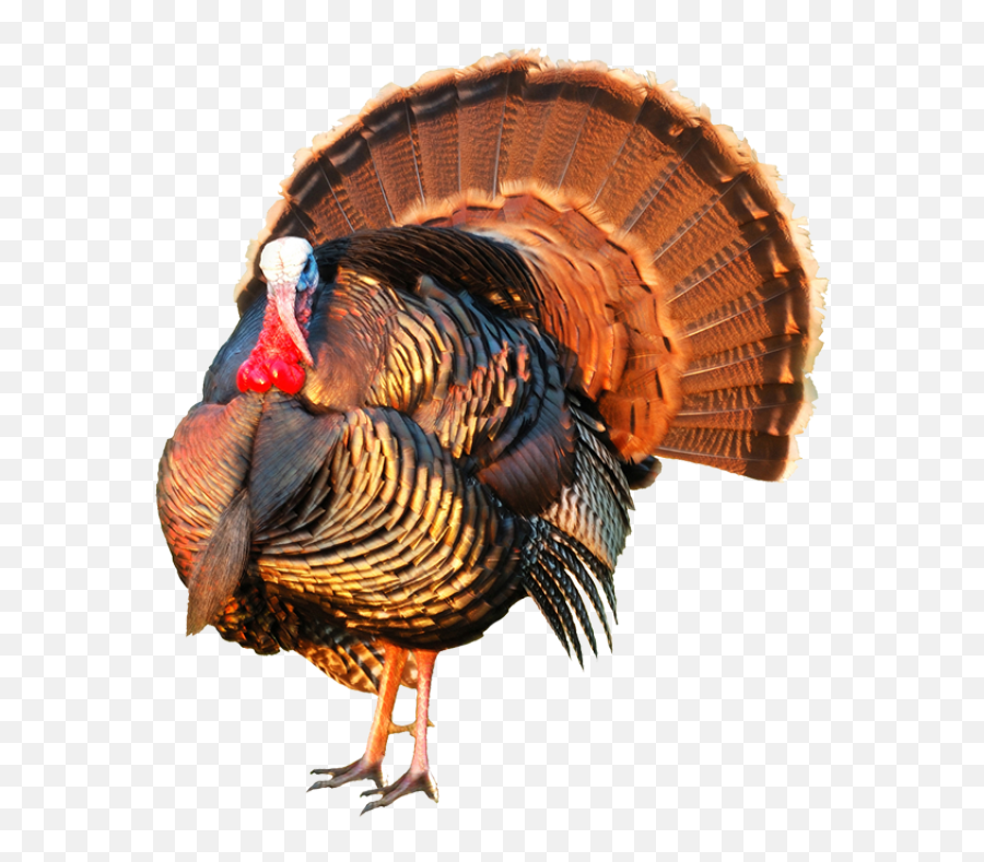 Pretty Turkey Clipart - Clipart Suggest Emoji,Emojis Of Cooked Turkeys