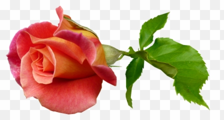 Why Is Sex So Taboo - Rose Stems With Buds Emoji,Seductive Face Emoji