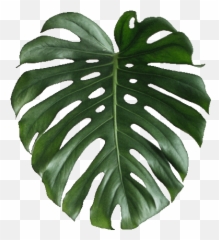 Via Giphy Giphy Monster Stickers Monstera Emoji,Houseplant Emoji