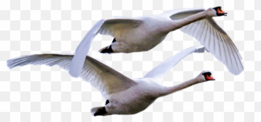 The Most Edited Cisnes Picsart Emoji,Fly High Bird Emoji