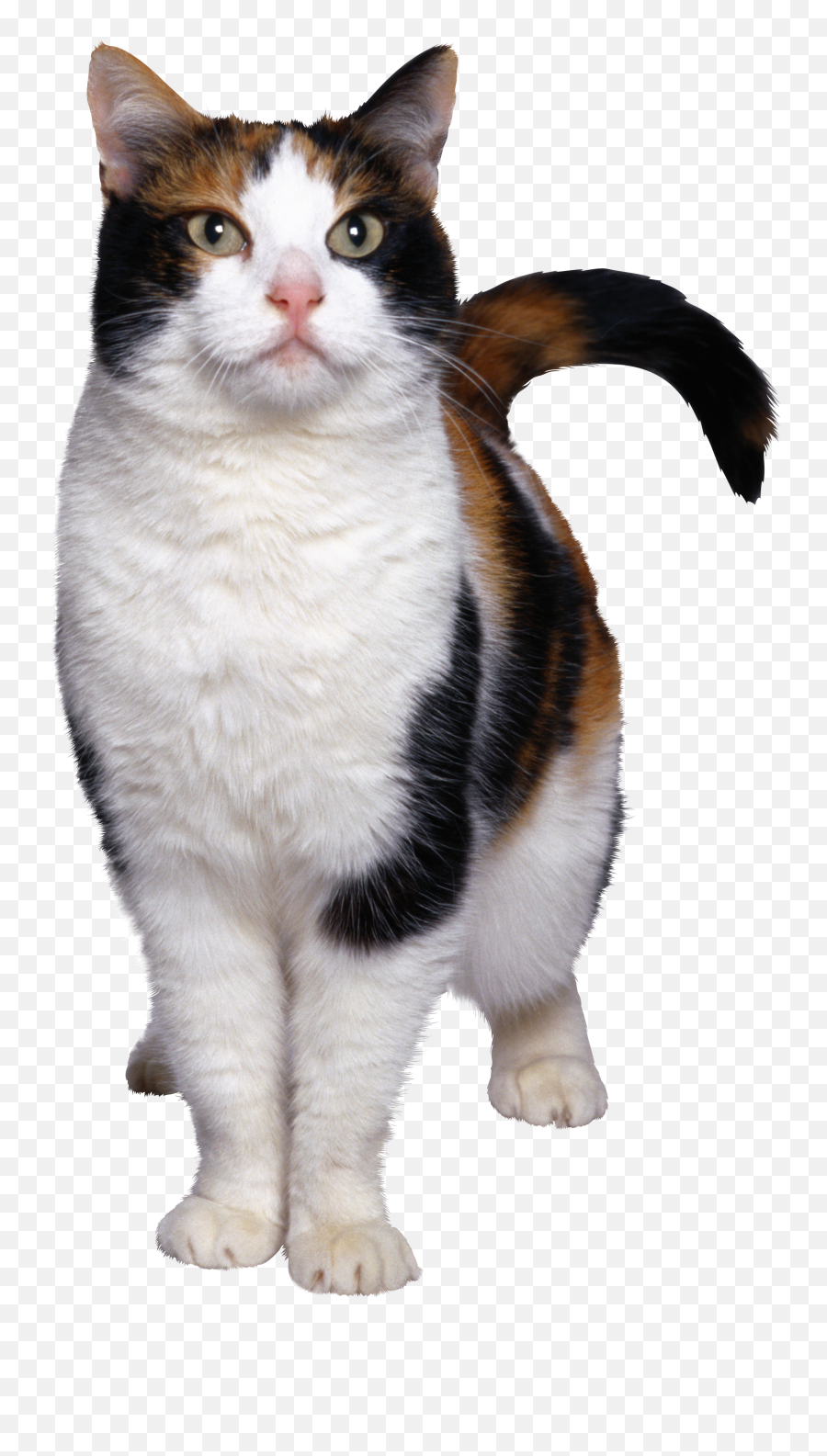 39 Cats Tips Ideas - Calico Cat Png Emoji,Understanding Cats Emotions