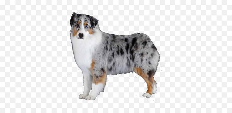 Favorite Png And Vectors For Free Download - Dlpngcom Transparent Australian Shepherd Png Emoji,Australian Shepherd Emoji