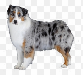 Favorite Png And Vectors For Free Download - Dlpngcom Transparent Australian Shepherd Png Emoji,Australian Shepherd Emoji