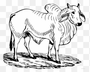 Black And White Bull Coloring Pages Brahma Bull Bpng - Outline Images Of Ox Emoji,Free Pit Bull Emojis