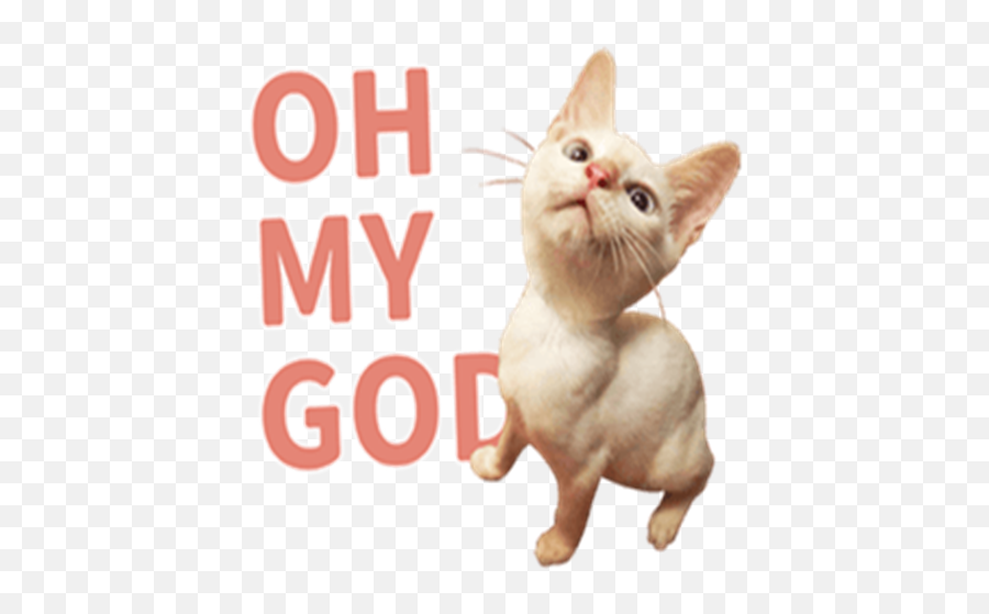 New Funny Cat Memes Stickers Wastickerapps Apk Latest - Photo Caption Emoji,Ridiculous Cat Emojis Free Android