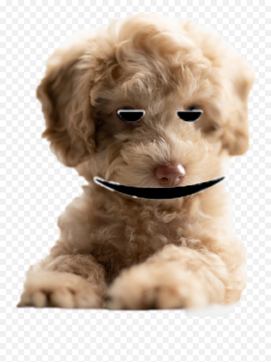 Trending Chillen Stickers - Wingecarribee Animal Shelter Emoji,Labradoodle Emoji