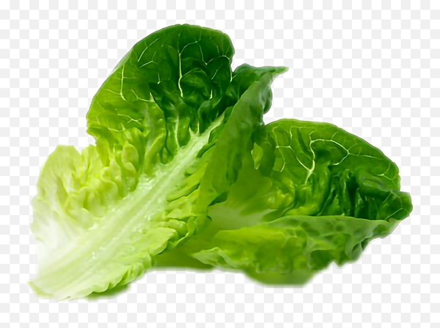 Lettuce Sticker - Romaine Lettuce Emoji,Lettuce Emoji