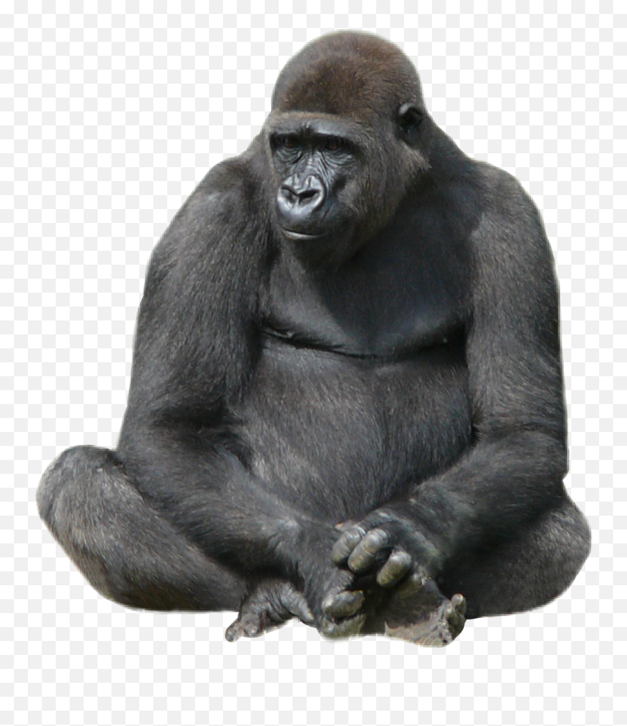 Ftesticker Gorilla Sticker - Ape Png Emoji,Sitting Monkey Emoji