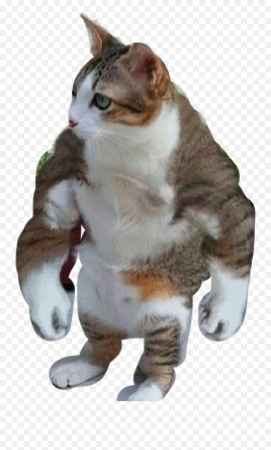 Cat Buff Sticker - Buff Cat Meowscles Fortnite Emoji,Buff Cat Emoji