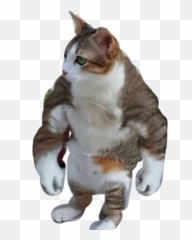 Cat Buff Sticker - Buff Cat Meowscles Fortnite Emoji,Buff Cat Emoji