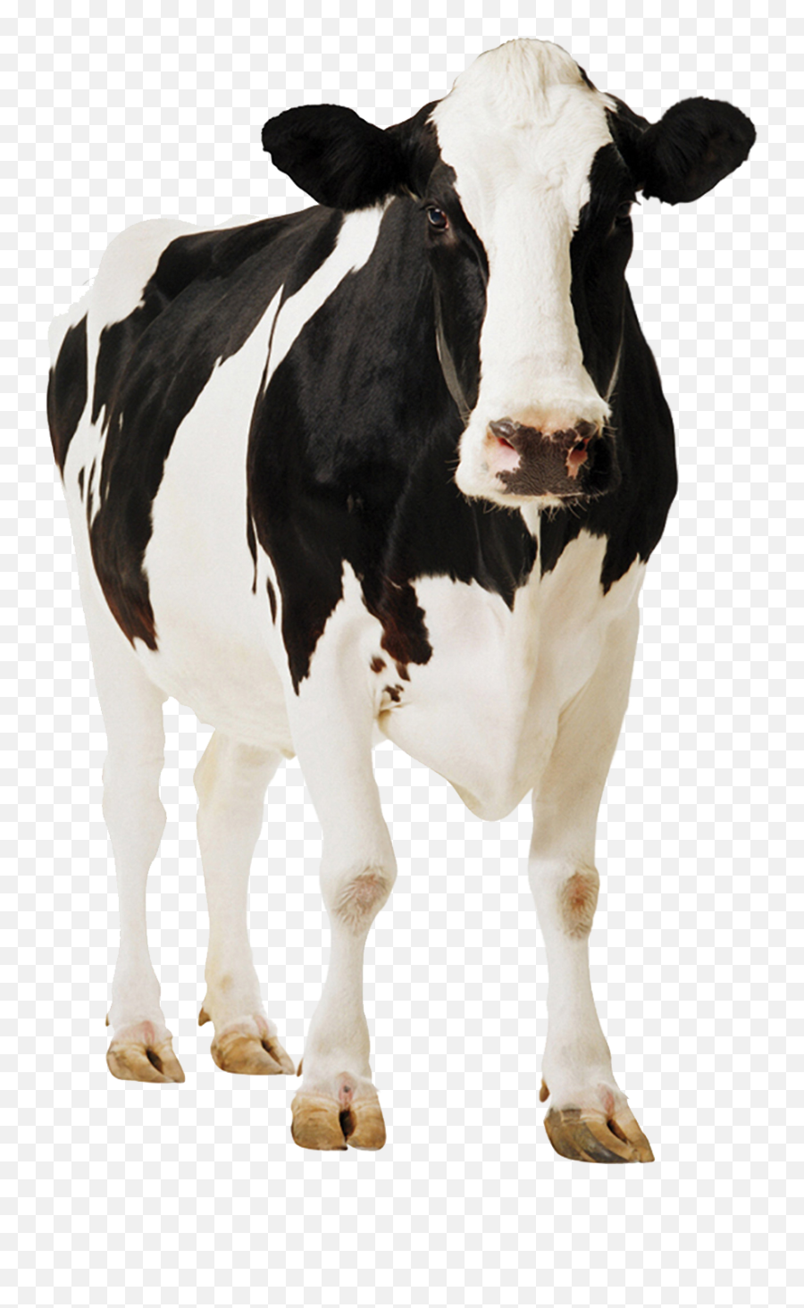 Face Clipart Cow Face Cow Transparent - Cow Png Emoji,Cow Showing Emotion