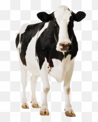 Face Clipart Cow Face Cow Transparent - Cow Png Emoji,Cow Showing Emotion