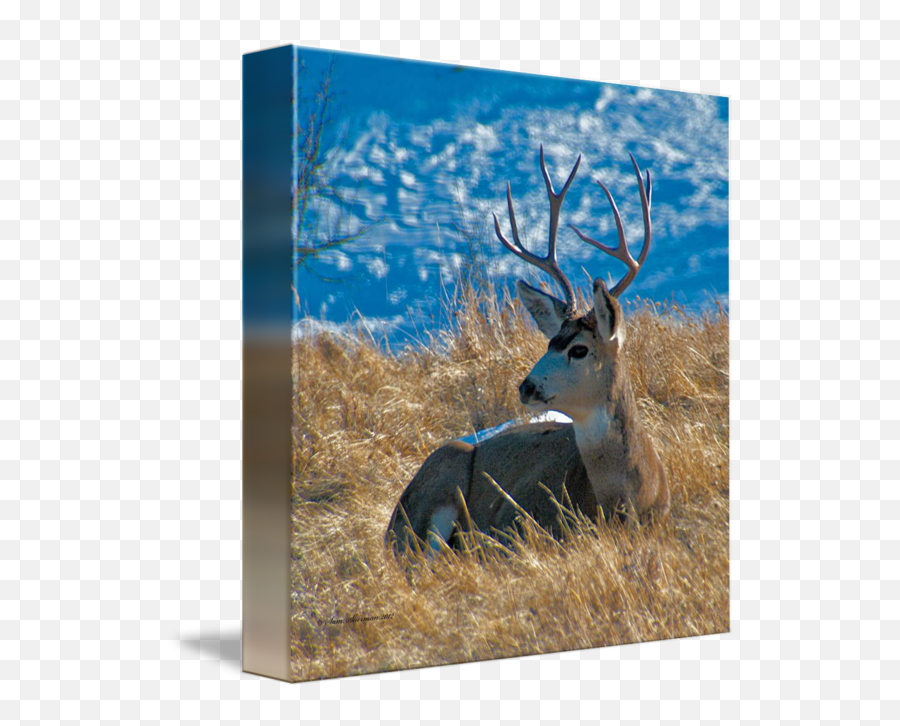 Mule Deer Buck Resting Near Casper Wyoming By Sam Sherman Emoji,Saving Images Without Emojis In Casper