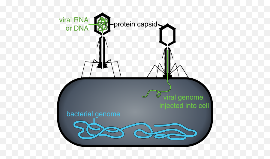 Viruses U2013 Sustainable Nano - Do Viruses Attack Bacteria Emoji,Dna Emoji