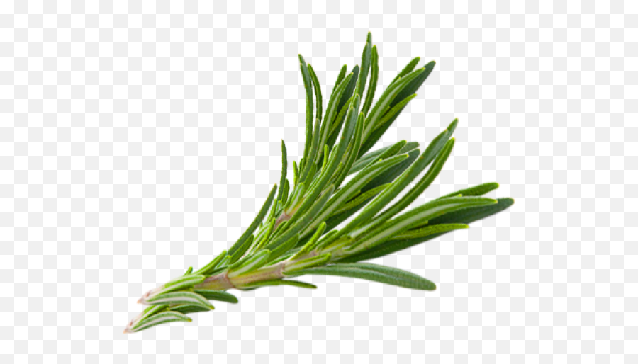 Download Hair Herb Thymes Rosemary Herbs Download Free Image Emoji,Herb Emoticon